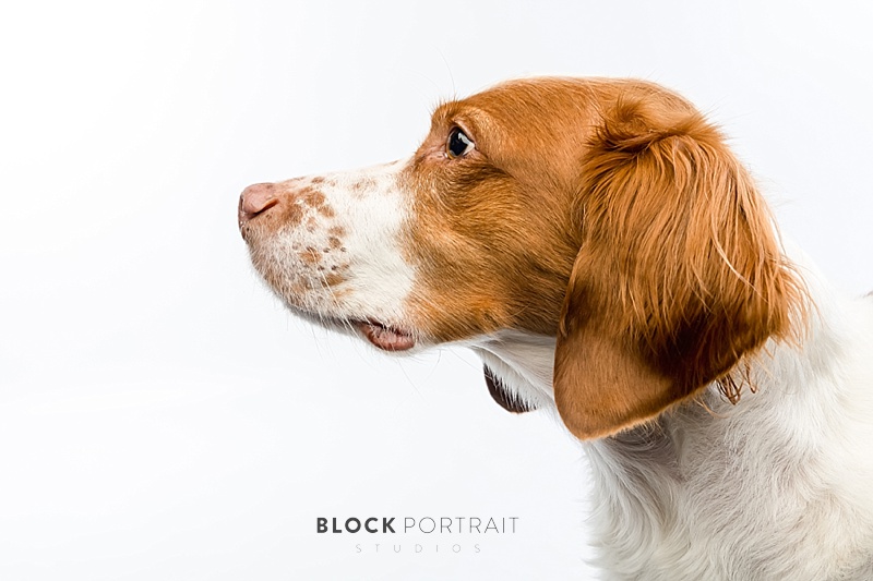 Photo of Springer Spaniel by Block Portrait Studios