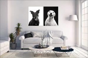 Minnesota Pet Photographer, Pet Photography, Dog Photos, Wall Art, Photo Room Placement