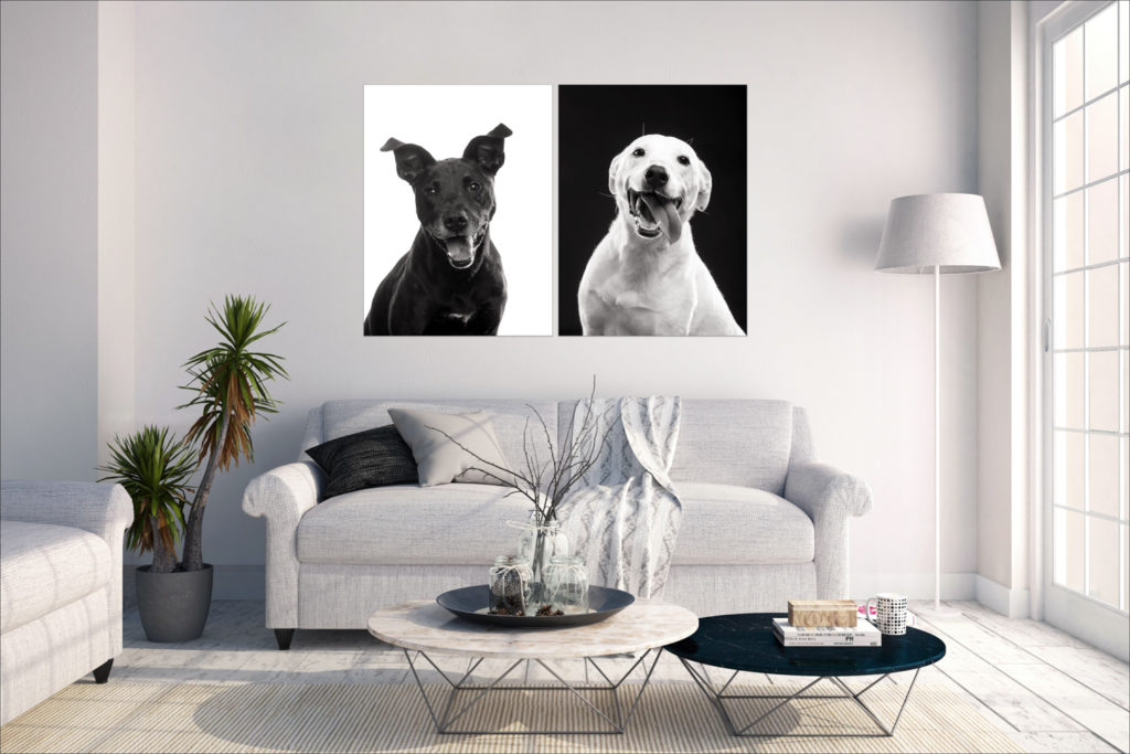 Photos of family dogs displayed on wall in Minnesota by Block Portrait Studios